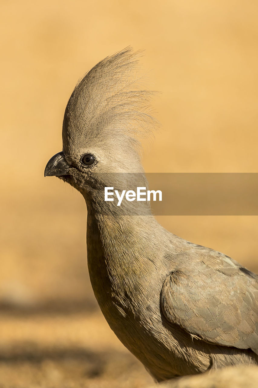 Close-up of bird