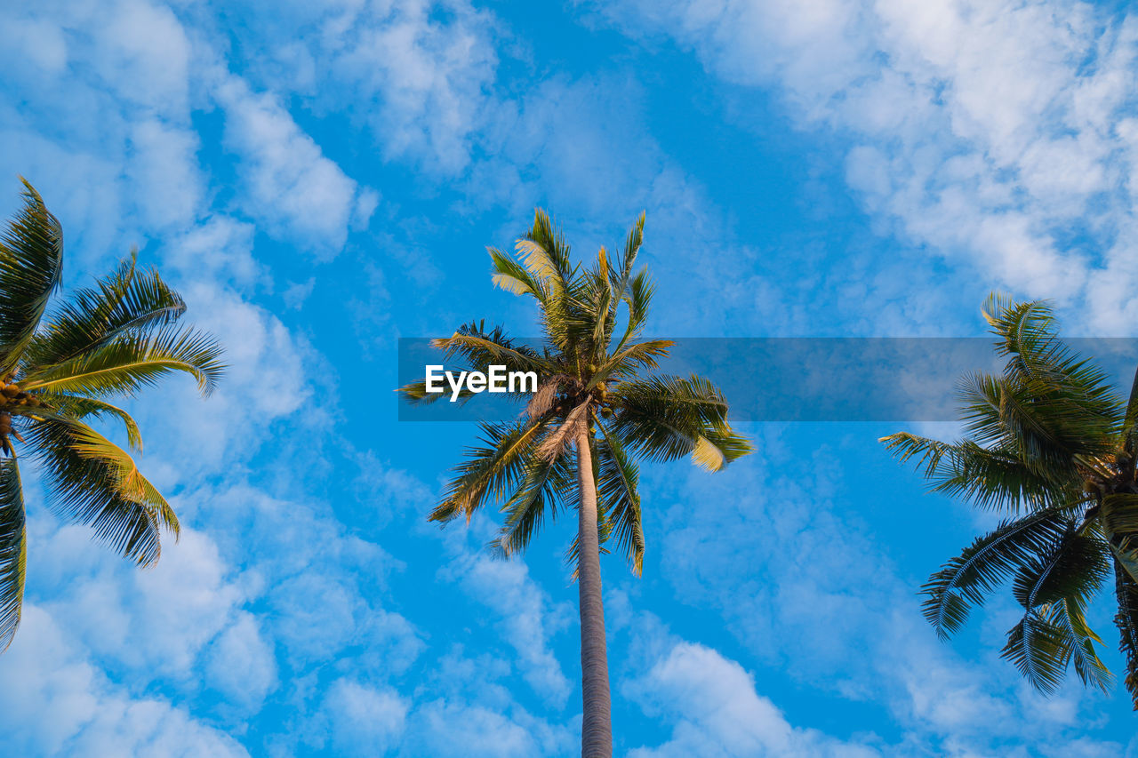 palm tree, tropical climate, tree, sky, cloud, plant, nature, beauty in nature, coconut palm tree, tropical tree, blue, low angle view, tranquility, no people, scenics - nature, outdoors, leaf, tropics, sunlight, travel destinations, land, growth, idyllic, day, environment, palm leaf, travel, tranquil scene, flower, holiday, vacation, water, trip, island
