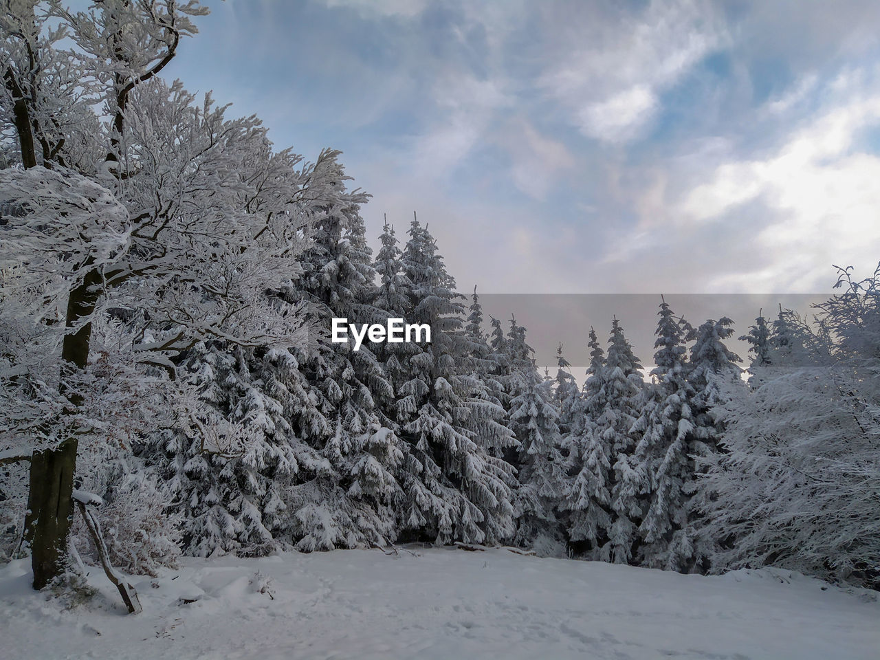 SNOW COVERED TREES AGAINST SKY