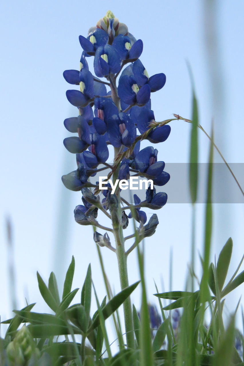 Low angle view of blue flowers blooming against sky