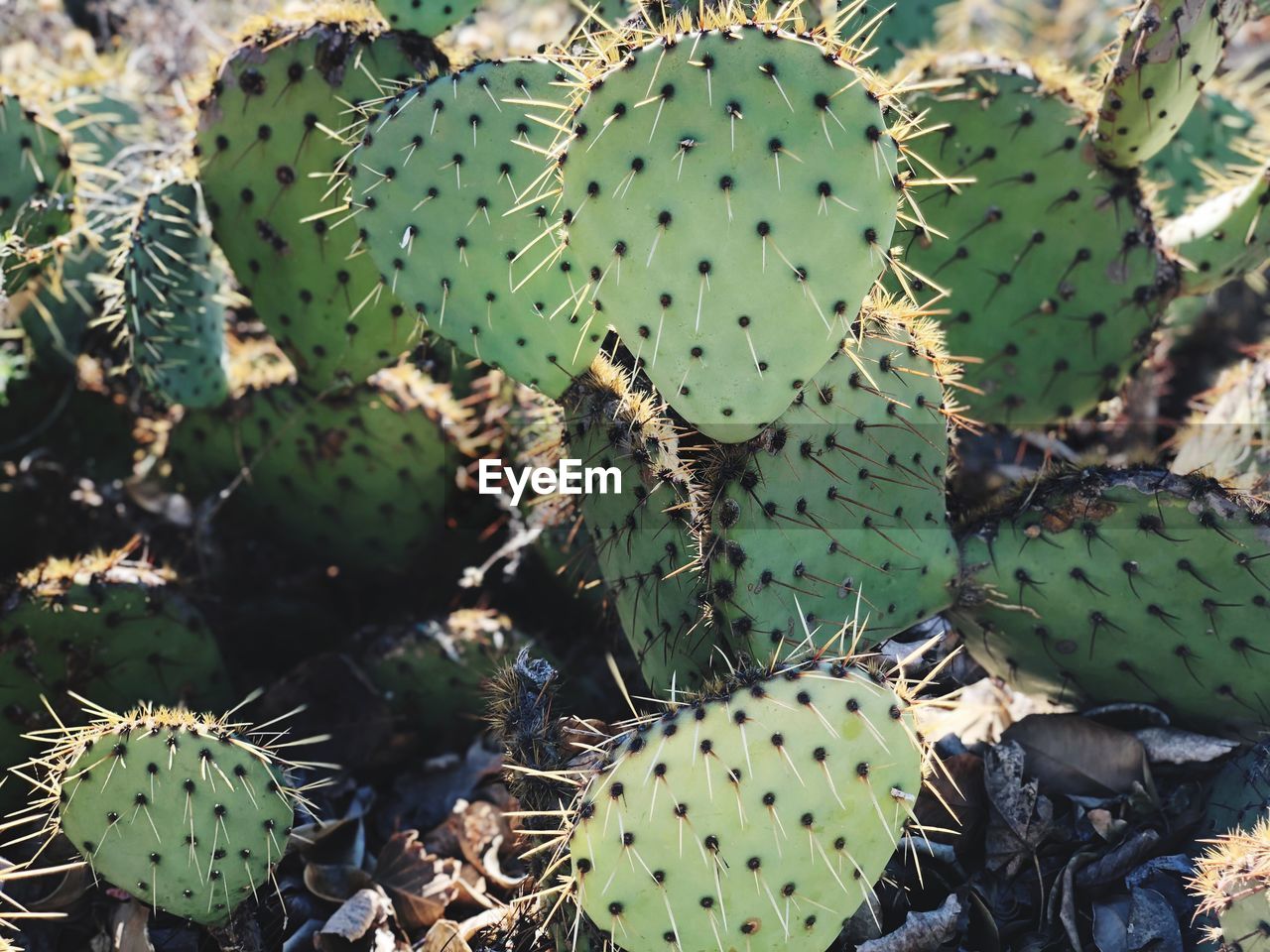 High angle view of succulent plant on field