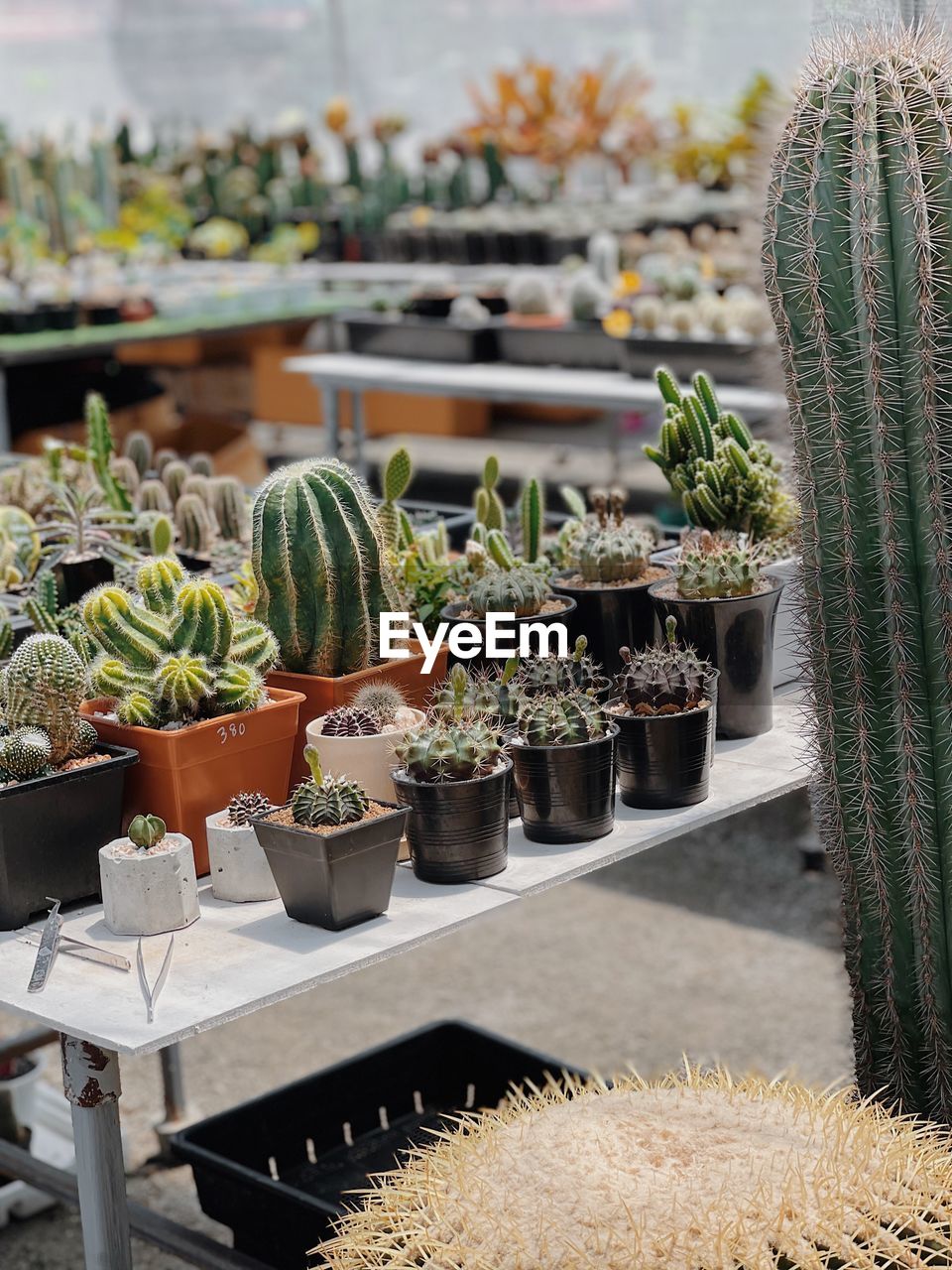Potted plants at market stall