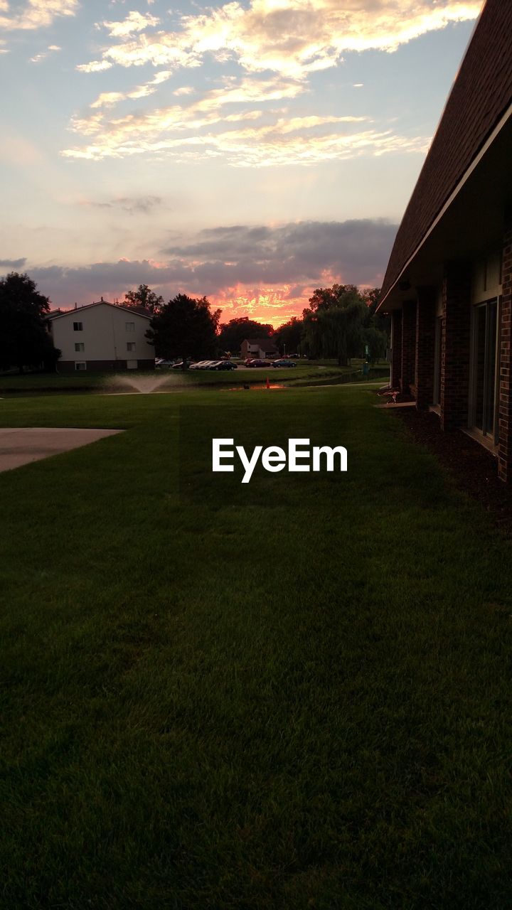 TREES ON GRASSY FIELD AT SUNSET