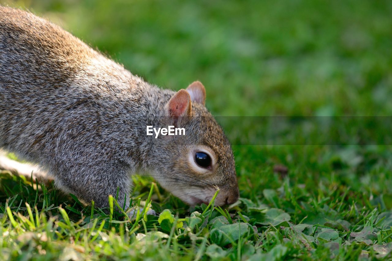 Close-up of squirrel on field