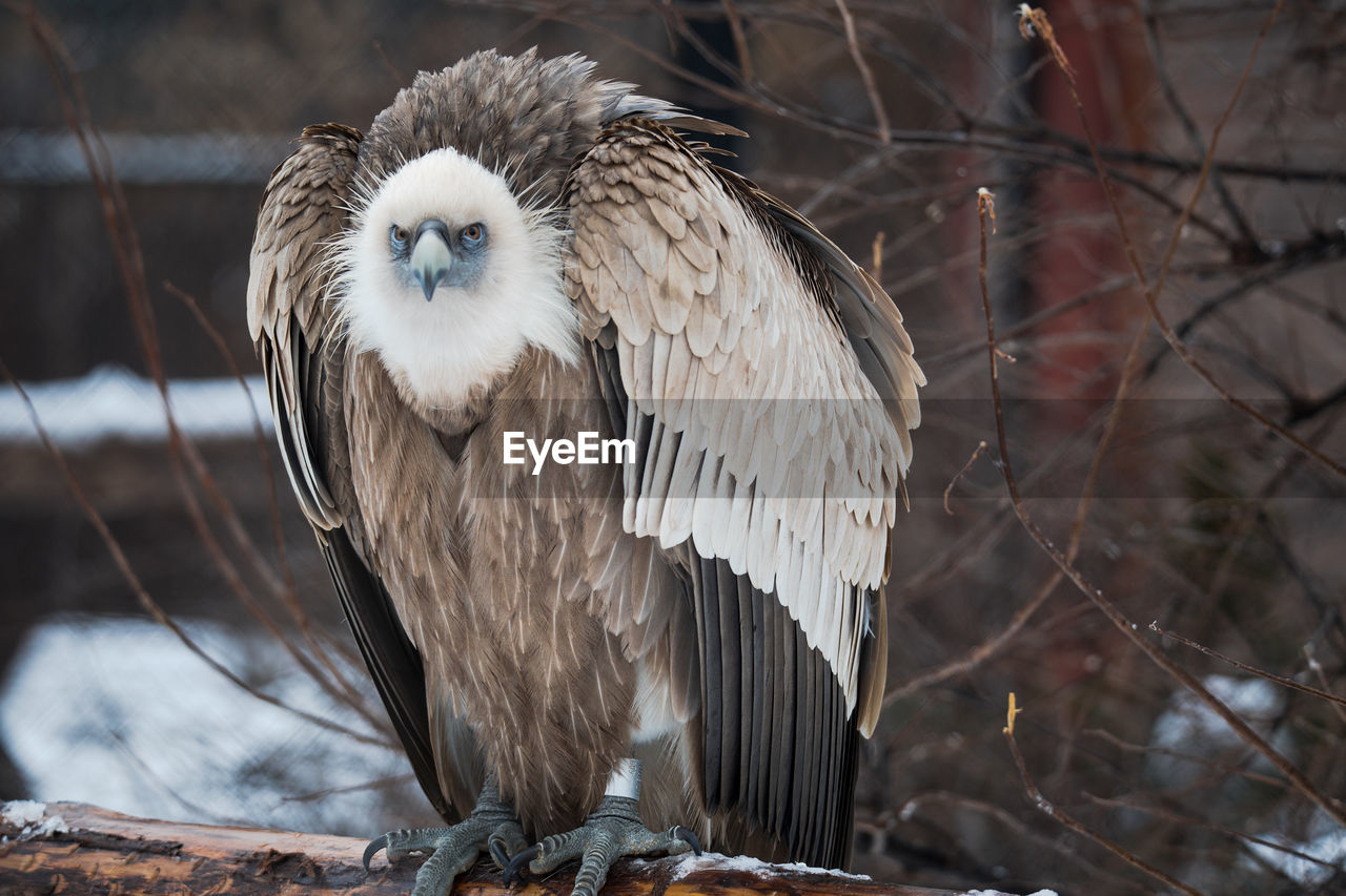 CLOSE-UP PORTRAIT OF EAGLE PERCHING ON BRANCH