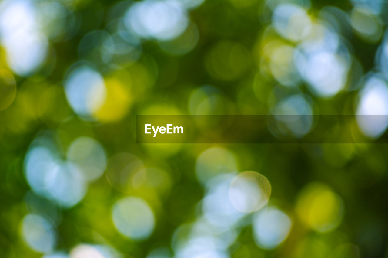 FULL FRAME SHOT OF DEFOCUSED IMAGE OF BLURRED PLANTS