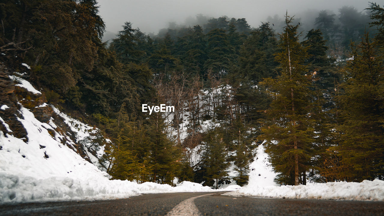 Trees on snow covered land against sky