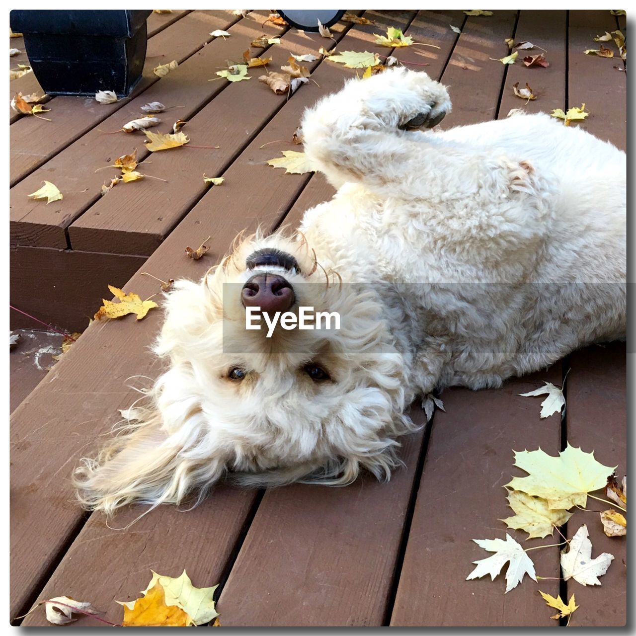 Portrait of goldendoodle relaxing on boardwalk