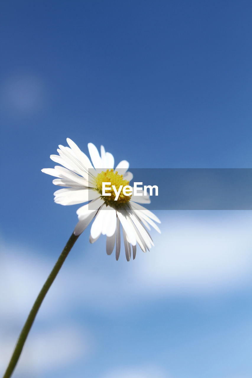 Close-up of white daisy against sky