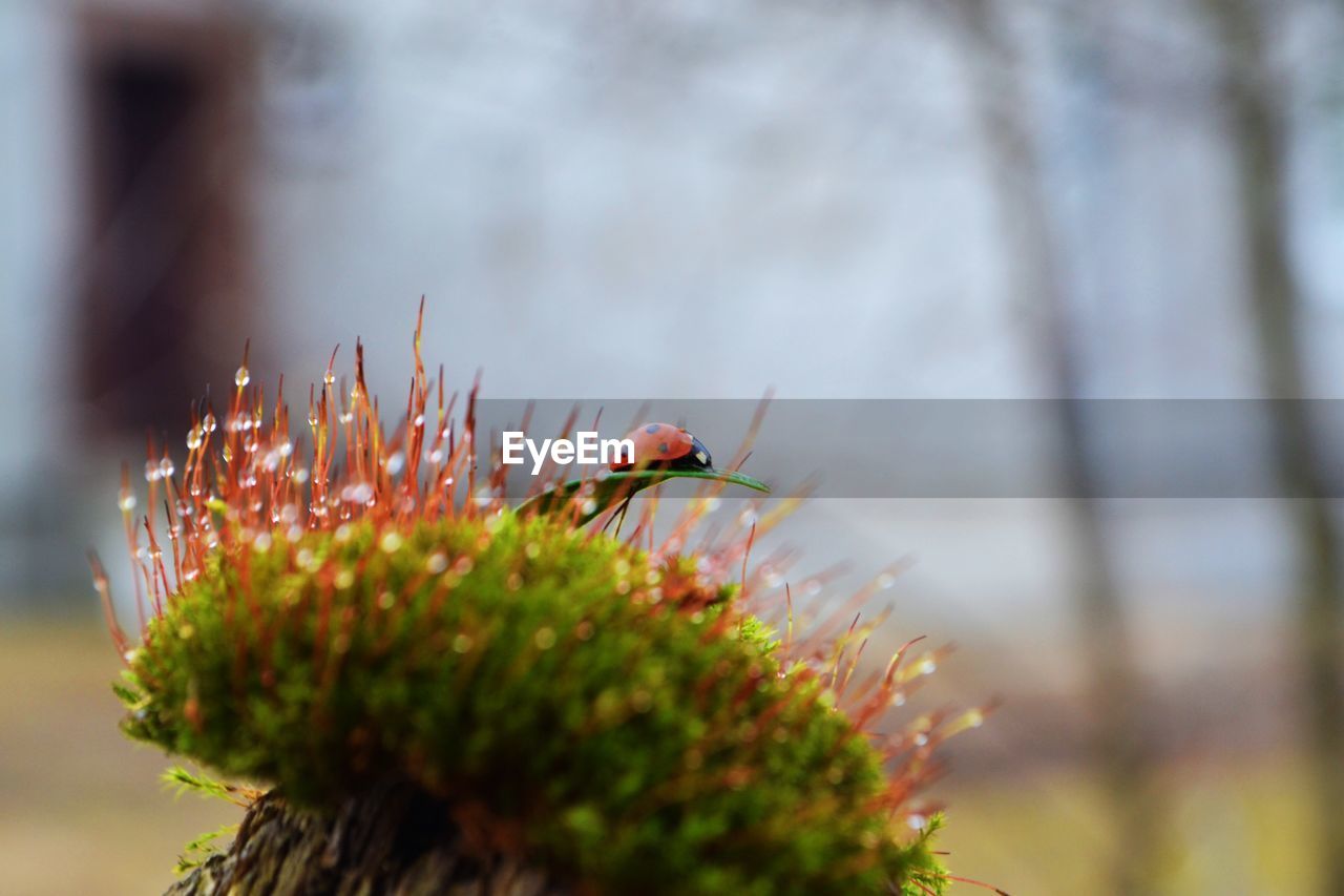 Ladybug in nature 