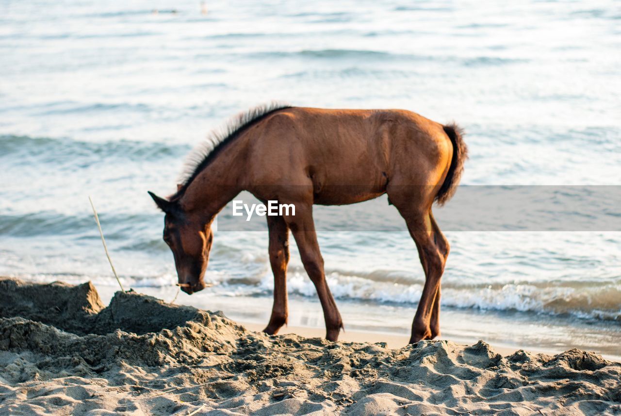 Horse standing on beach