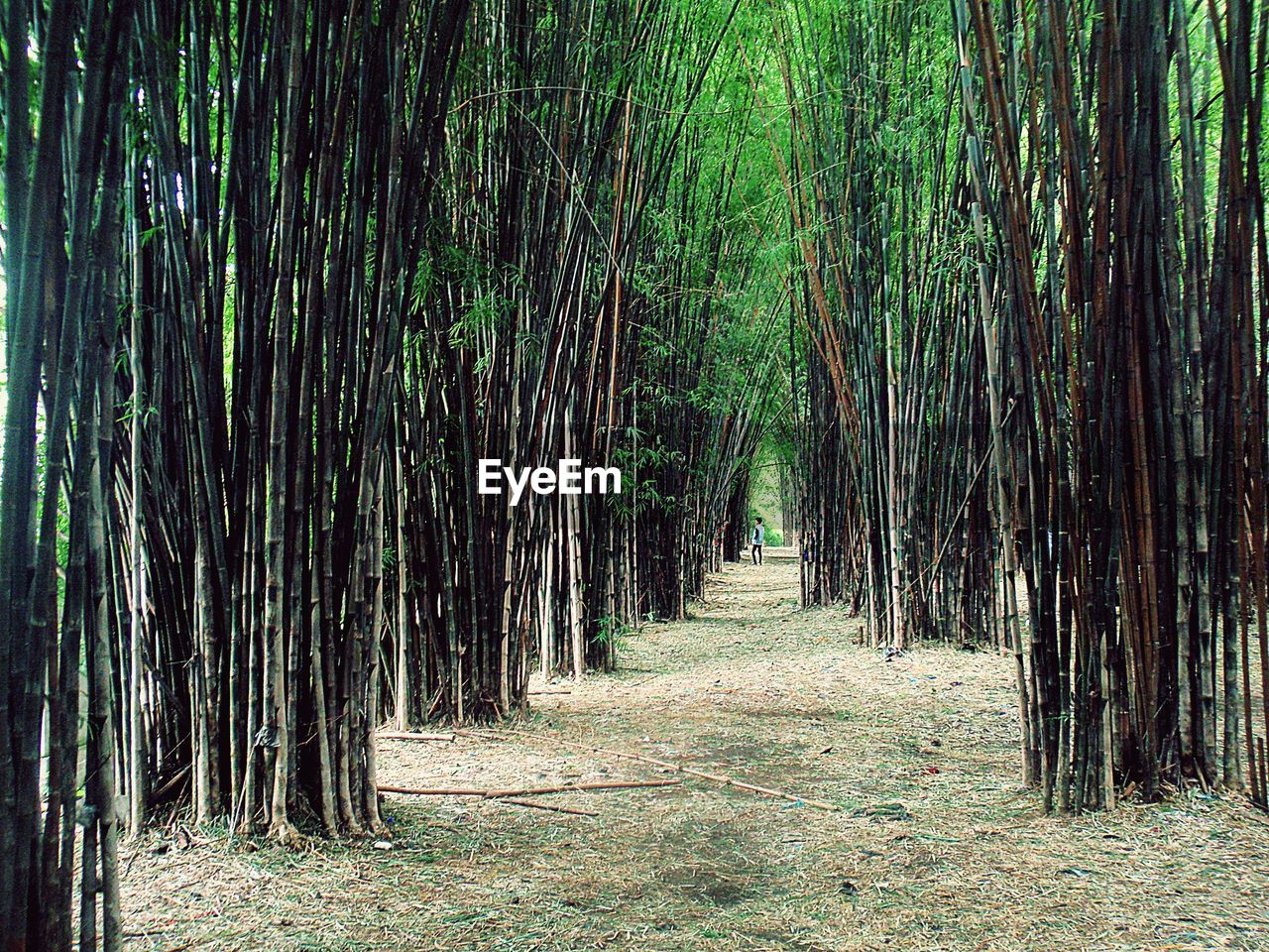 PANORAMIC SHOT OF BAMBOO TREES