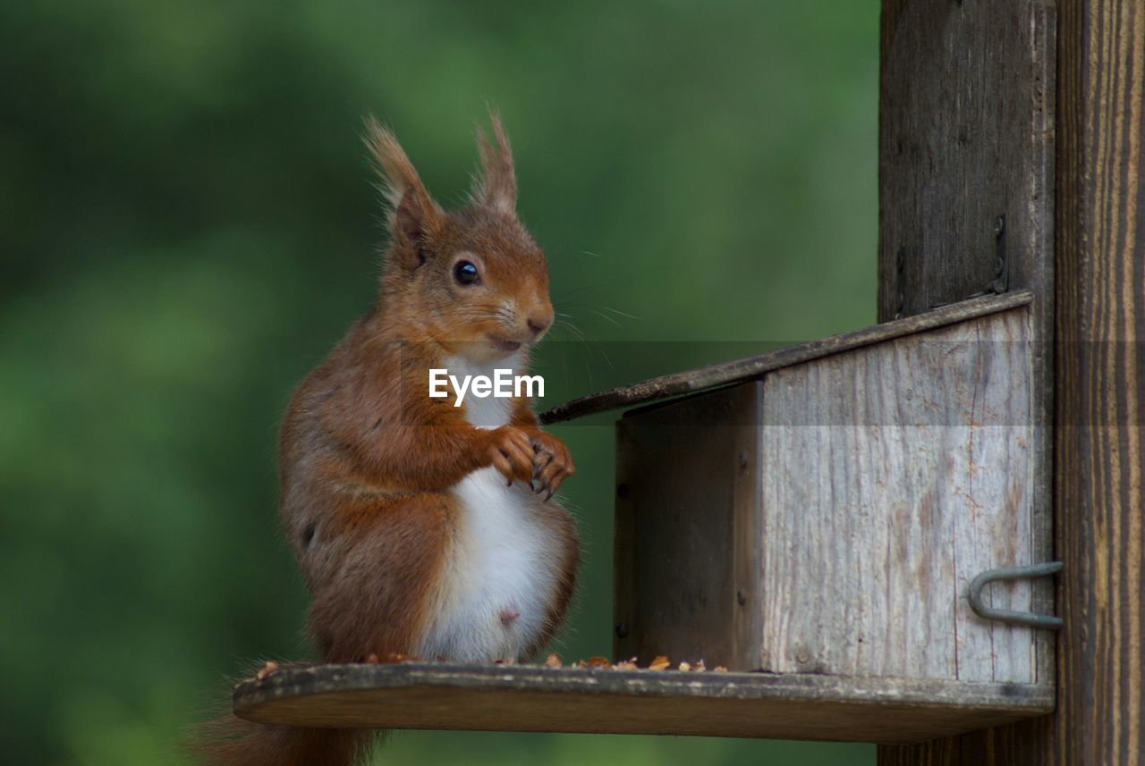 Close-up of squirrel