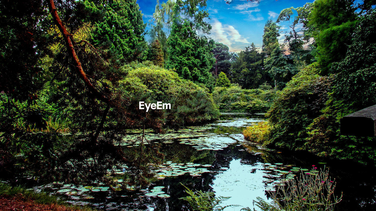 TREES GROWING BY RIVER IN FOREST AGAINST SKY