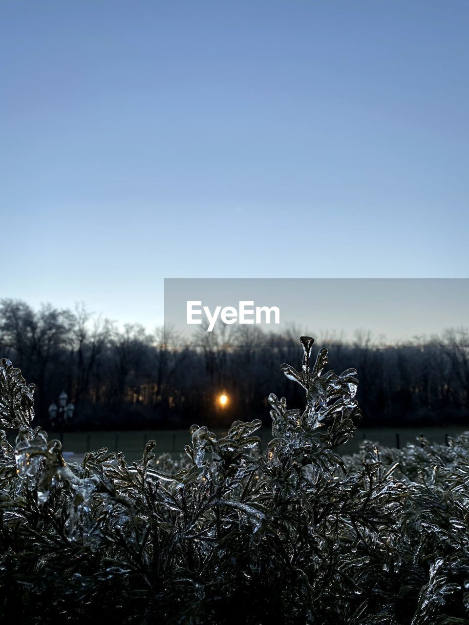 FROZEN TREES ON FIELD AGAINST SKY