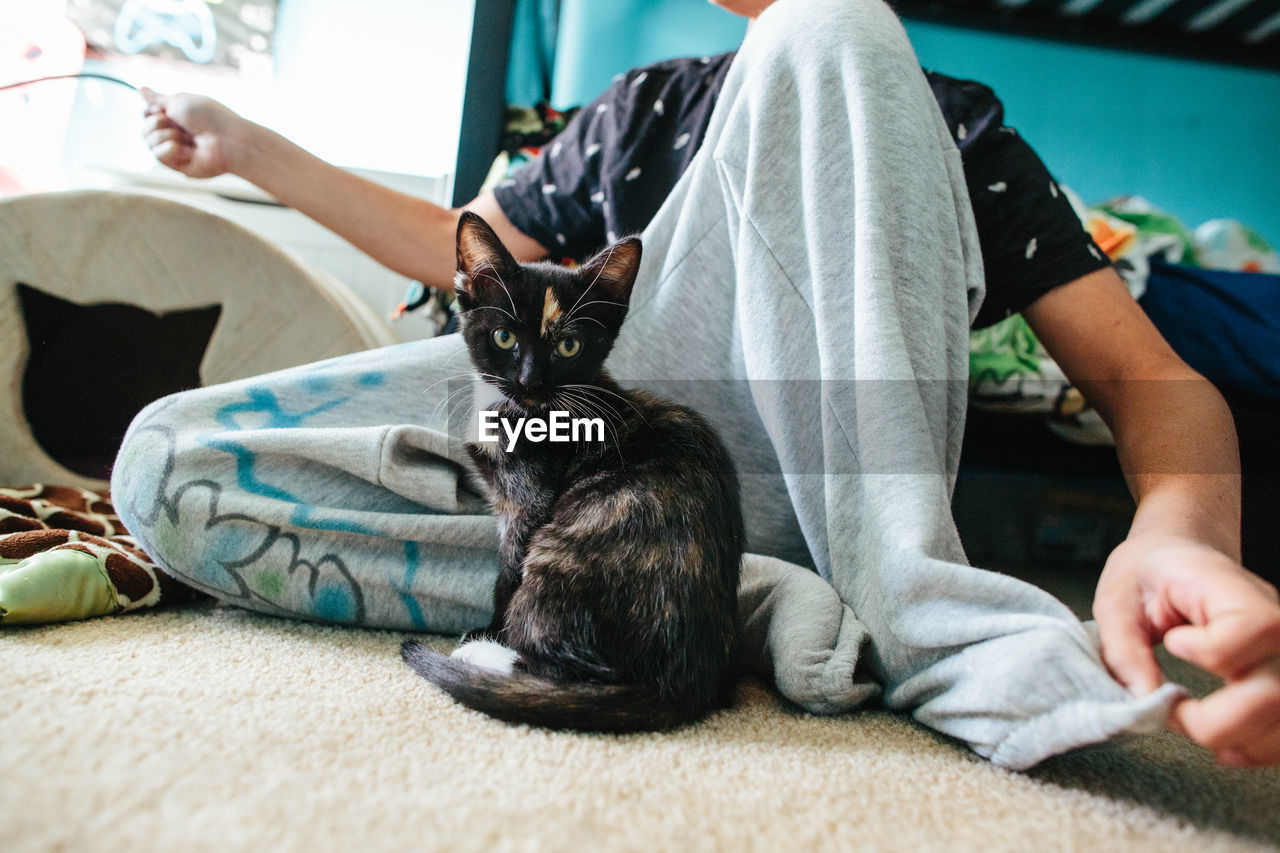 Kitten looks at camera while sitting close to boy