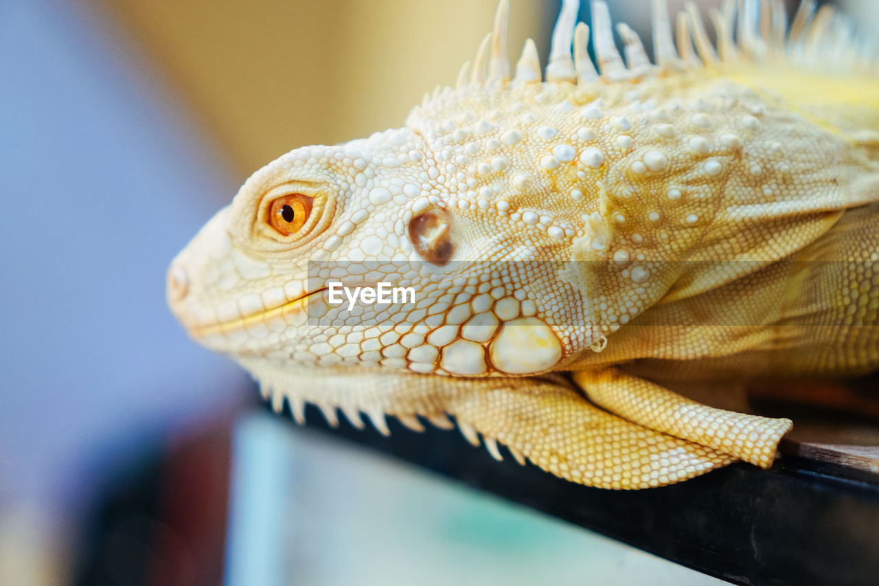 CLOSE-UP OF A REPTILE