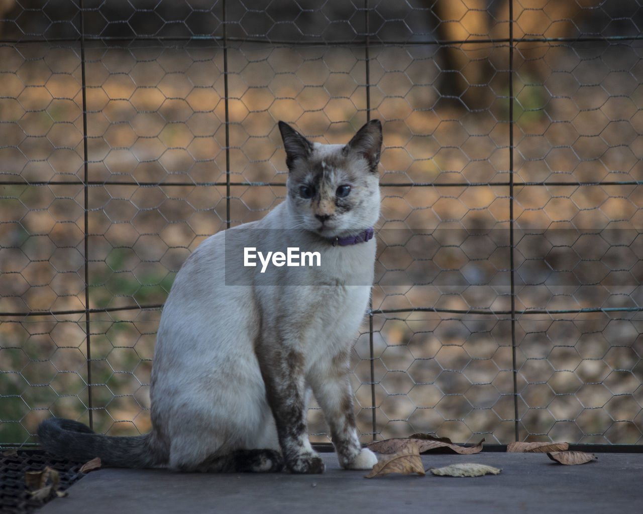 close-up portrait of cat