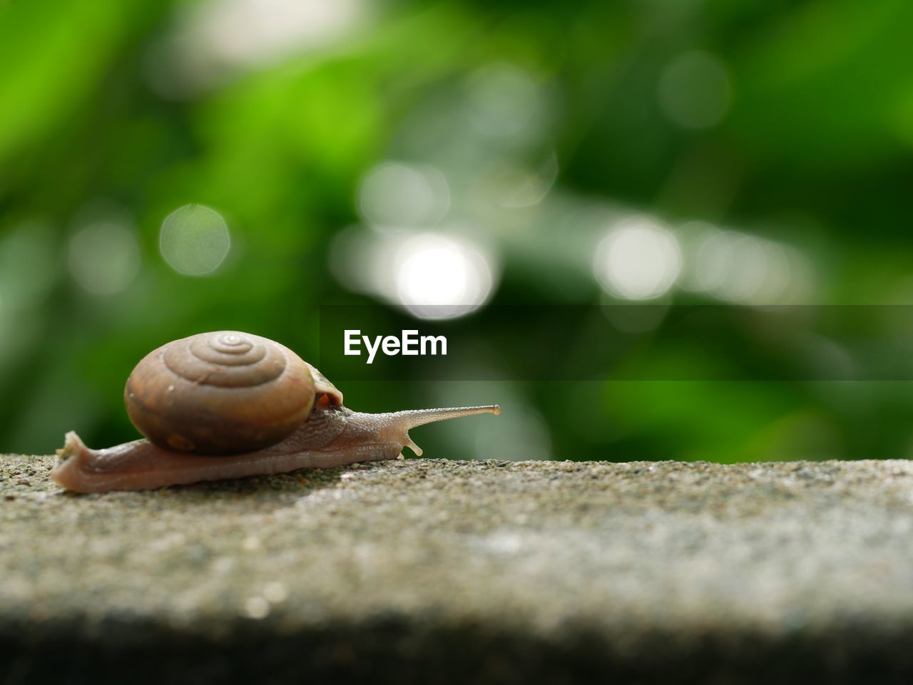 CLOSE-UP OF SNAIL ON A SURFACE