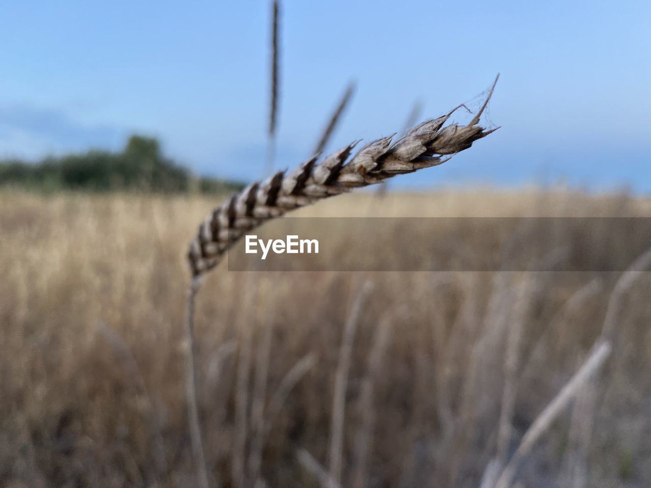 Plant in field
