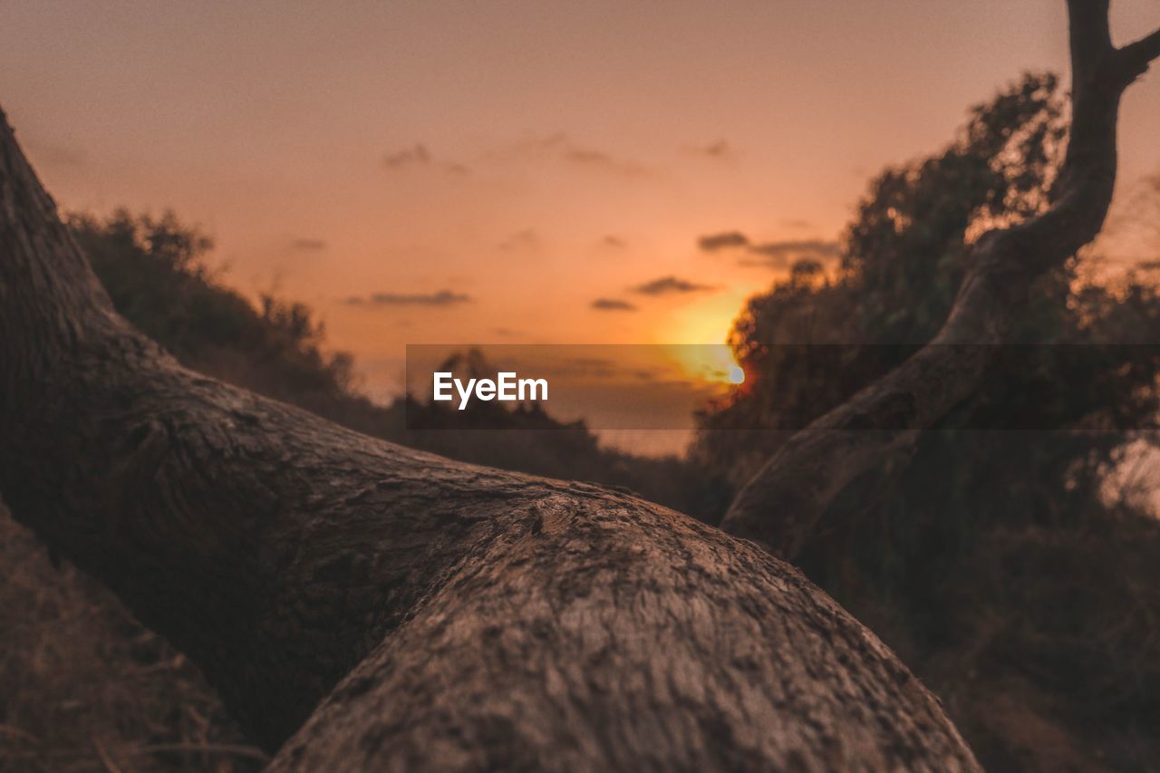 CLOSE-UP OF TREE AT SUNSET