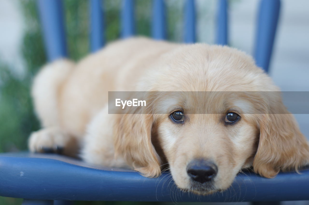 Close-up portrait of puppy