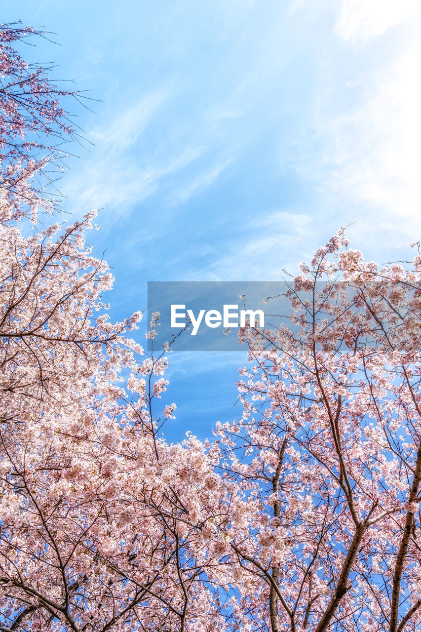 plant, tree, sky, blossom, springtime, flower, beauty in nature, flowering plant, nature, low angle view, fragility, growth, freshness, branch, pink, cherry blossom, cloud, no people, day, spring, cherry tree, blue, outdoors, fruit tree, scenics - nature, tranquility