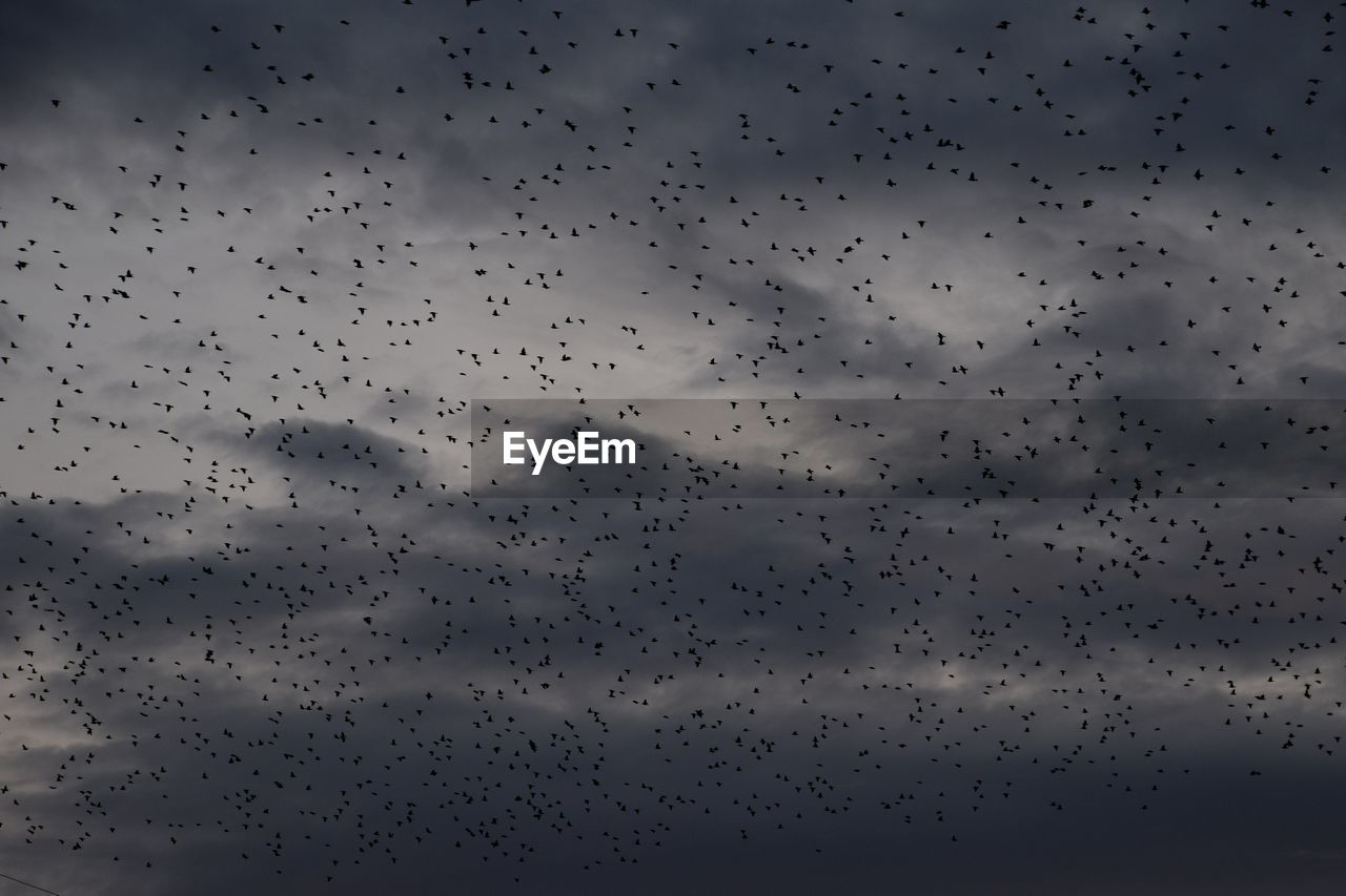 LOW ANGLE VIEW OF BIRDS FLYING AGAINST SKY