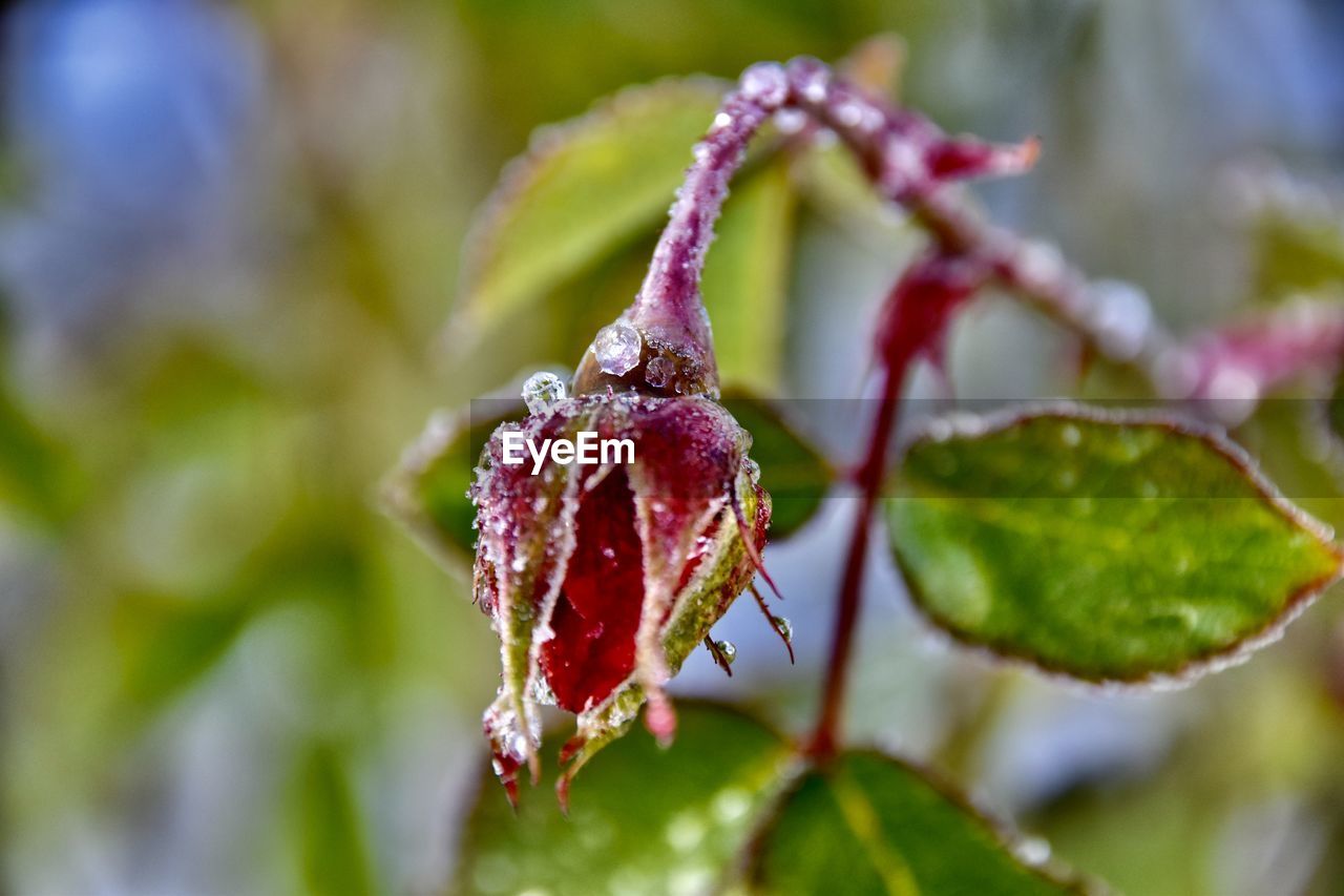 Close-up of frozen rose