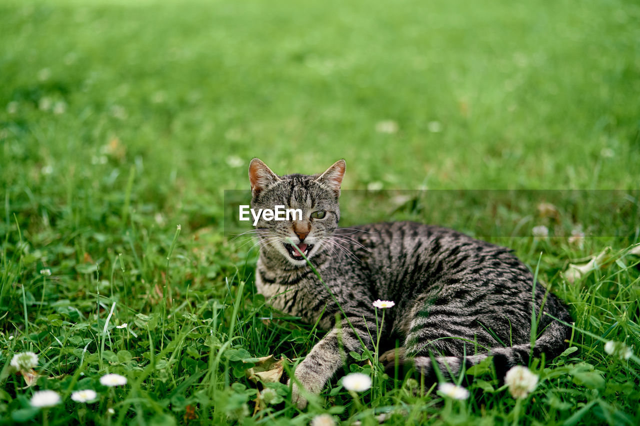 PORTRAIT OF A CAT ON GRASS FIELD