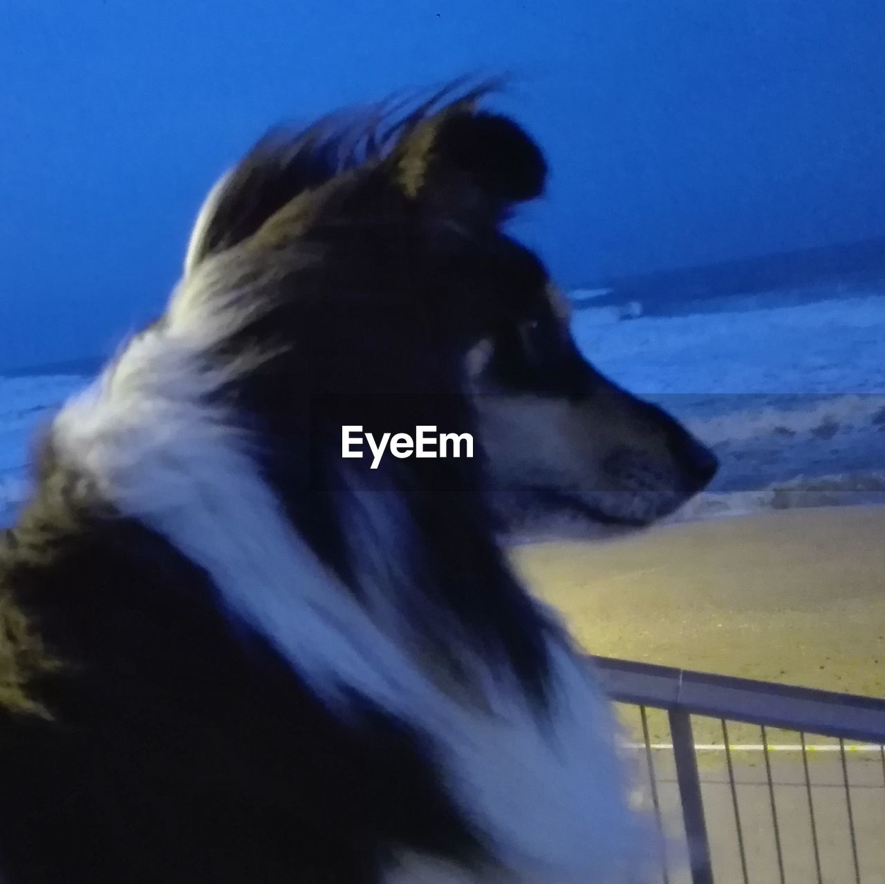 CLOSE-UP OF DOG ON BEACH AGAINST CLEAR SKY