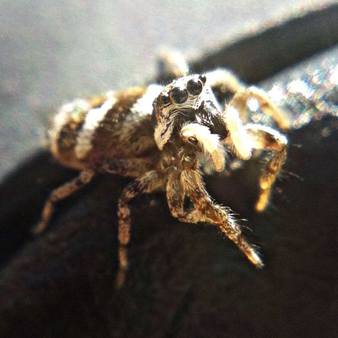 CLOSE-UP OF INSECT ON WHITE SURFACE