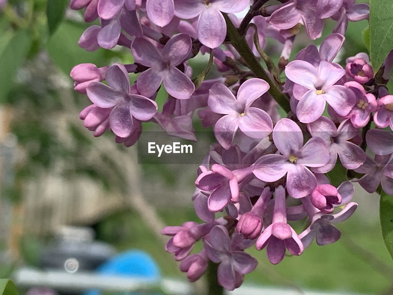 CLOSE-UP OF FRESH PINK FLOWERS