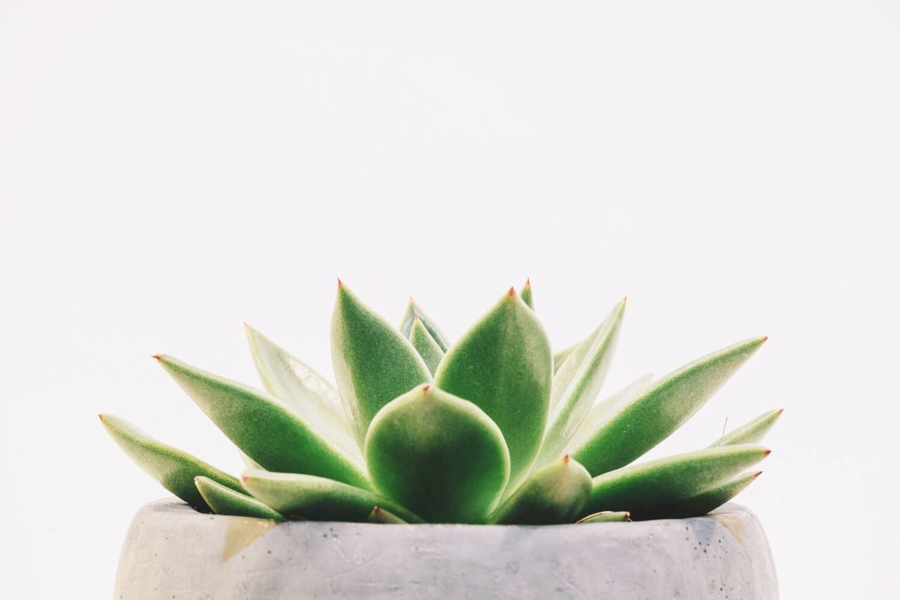 CLOSE-UP OF SUCCULENT PLANT OVER WHITE BACKGROUND