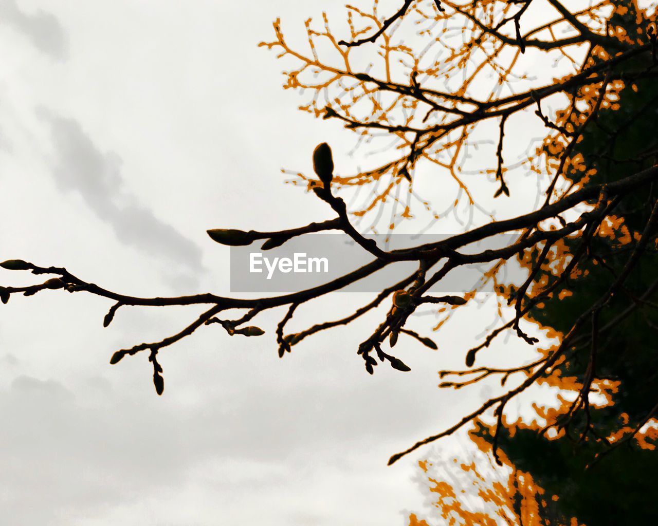 LOW ANGLE VIEW OF SILHOUETTE BIRD PERCHING ON BRANCH