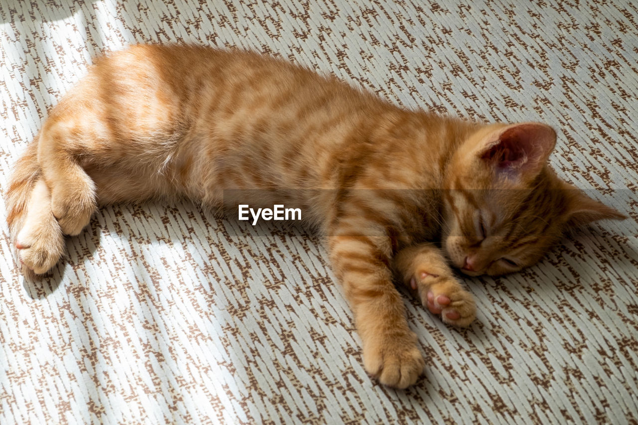 A small beautiful red tabby kitten lies on its side on the couch and sleeps. close-up, top view