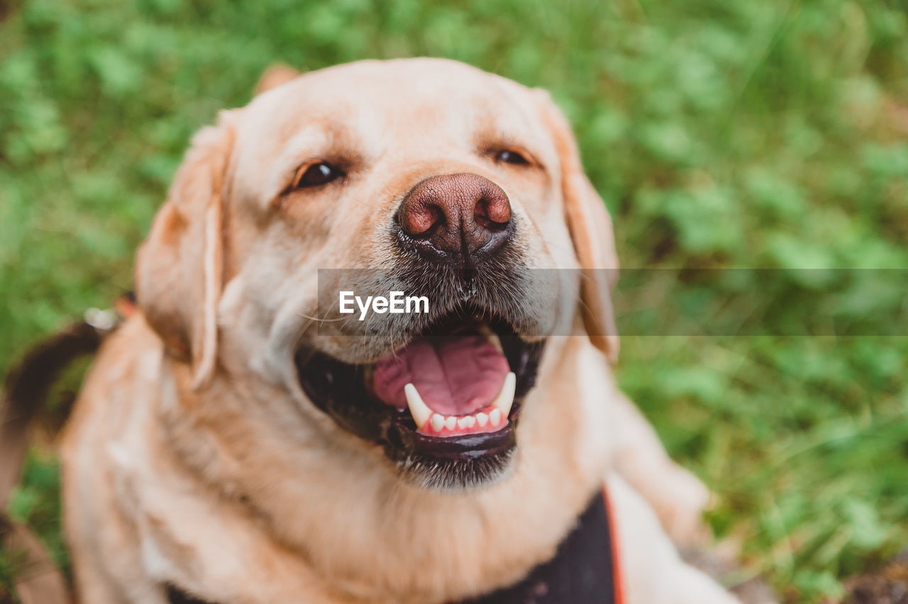 Happy labrador retriever lies on the grass and smiles. dog walk in the park