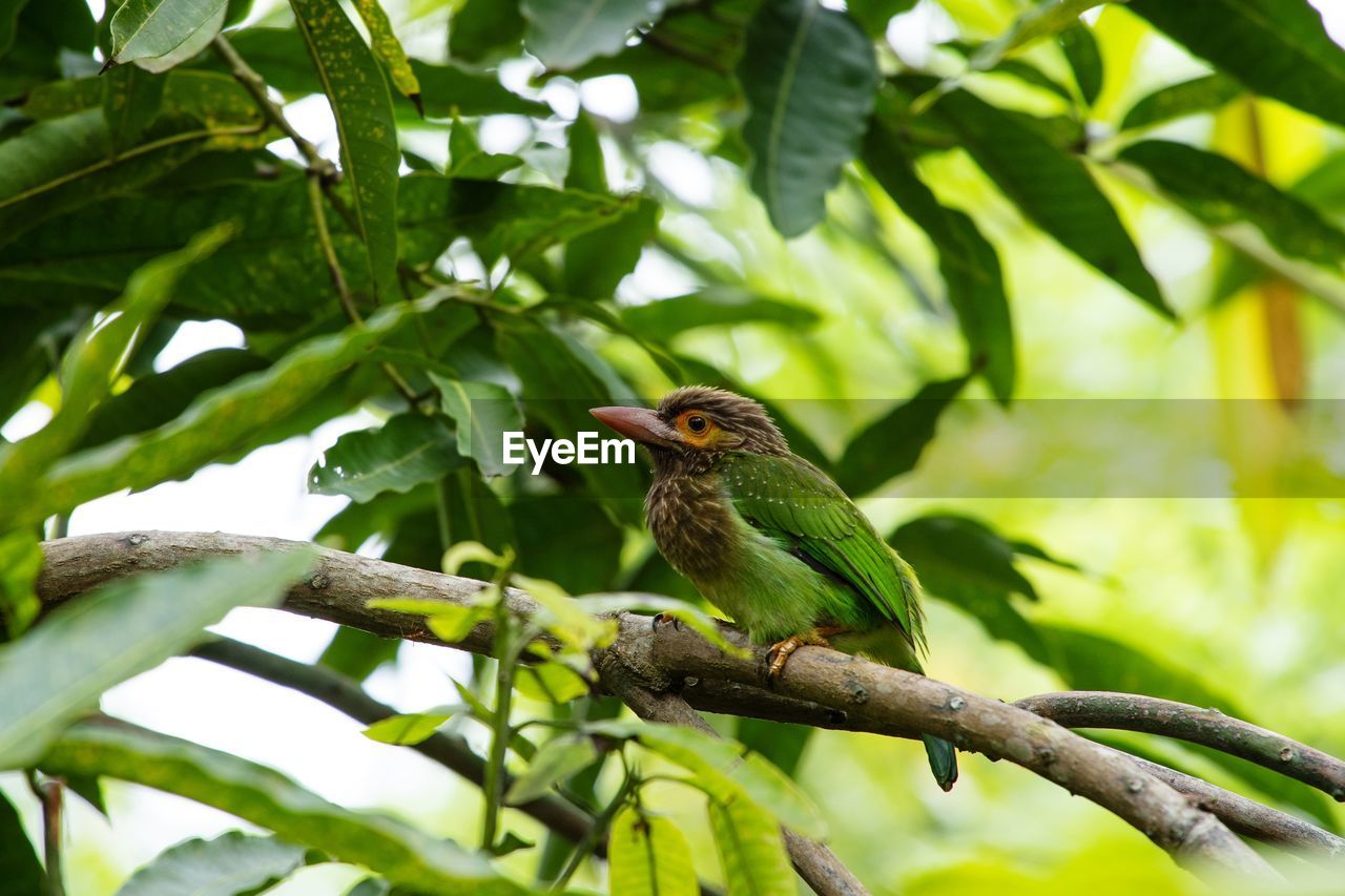 BIRD PERCHING ON BRANCH