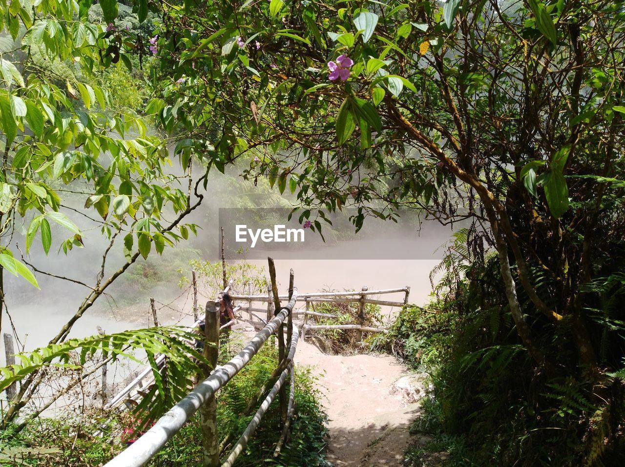 TREES AND PLANTS GROWING ON LAND