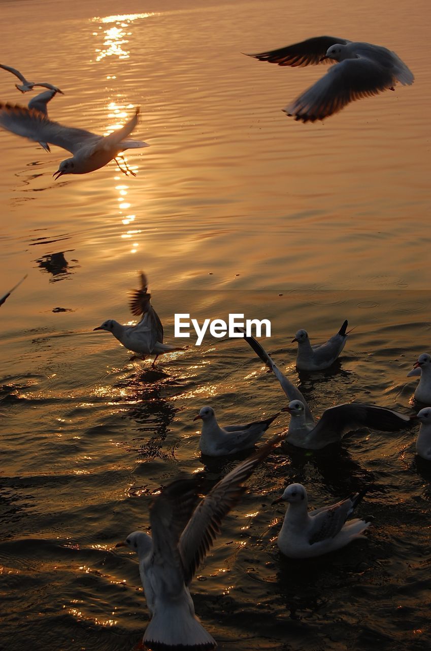 BIRD FLYING OVER LAKE