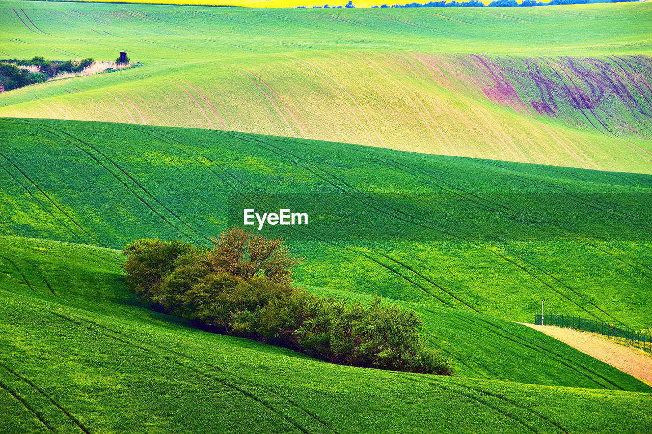 SCENIC VIEW OF AGRICULTURAL LANDSCAPE