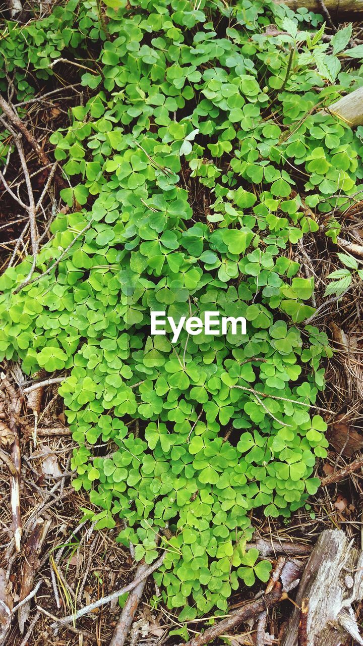 CLOSE-UP OF FRESH GREEN PLANT