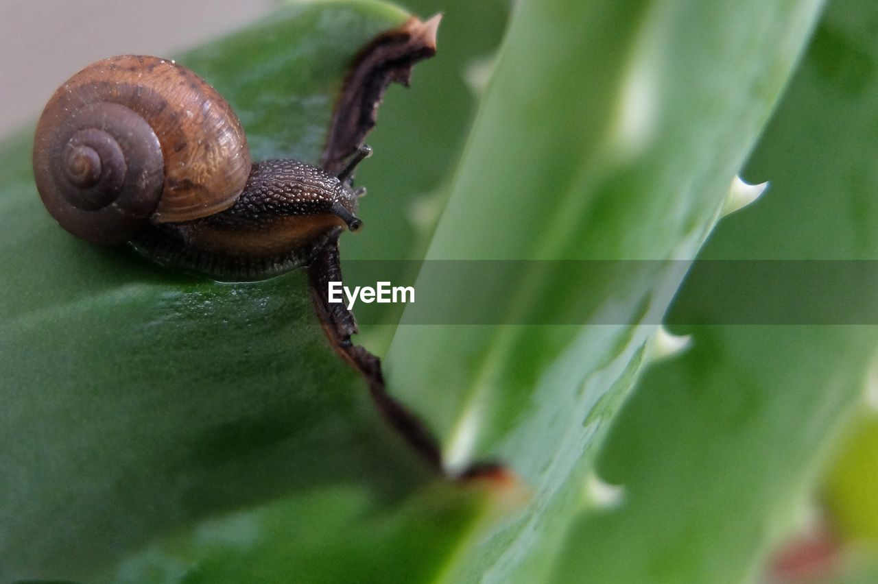 CLOSE-UP OF SNAILS ON PLANT