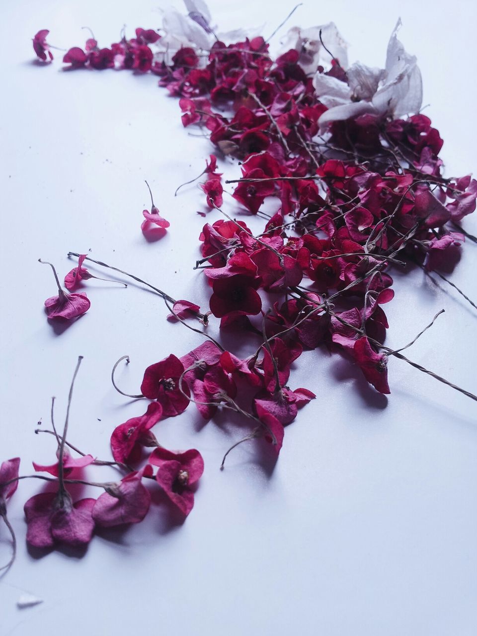 Close-up of flowers over white background