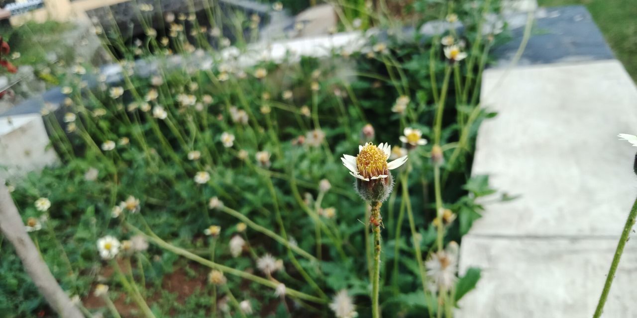 CLOSE-UP OF WHITE FLOWERING PLANT ON LAND