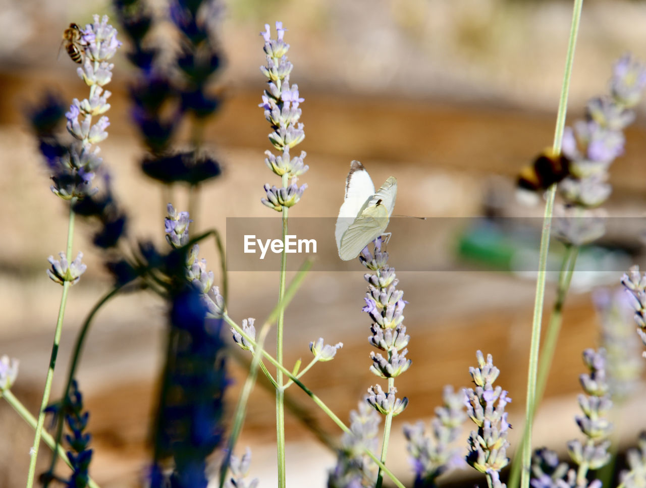 CLOSE-UP OF FLOWERING PLANTS ON FIELD