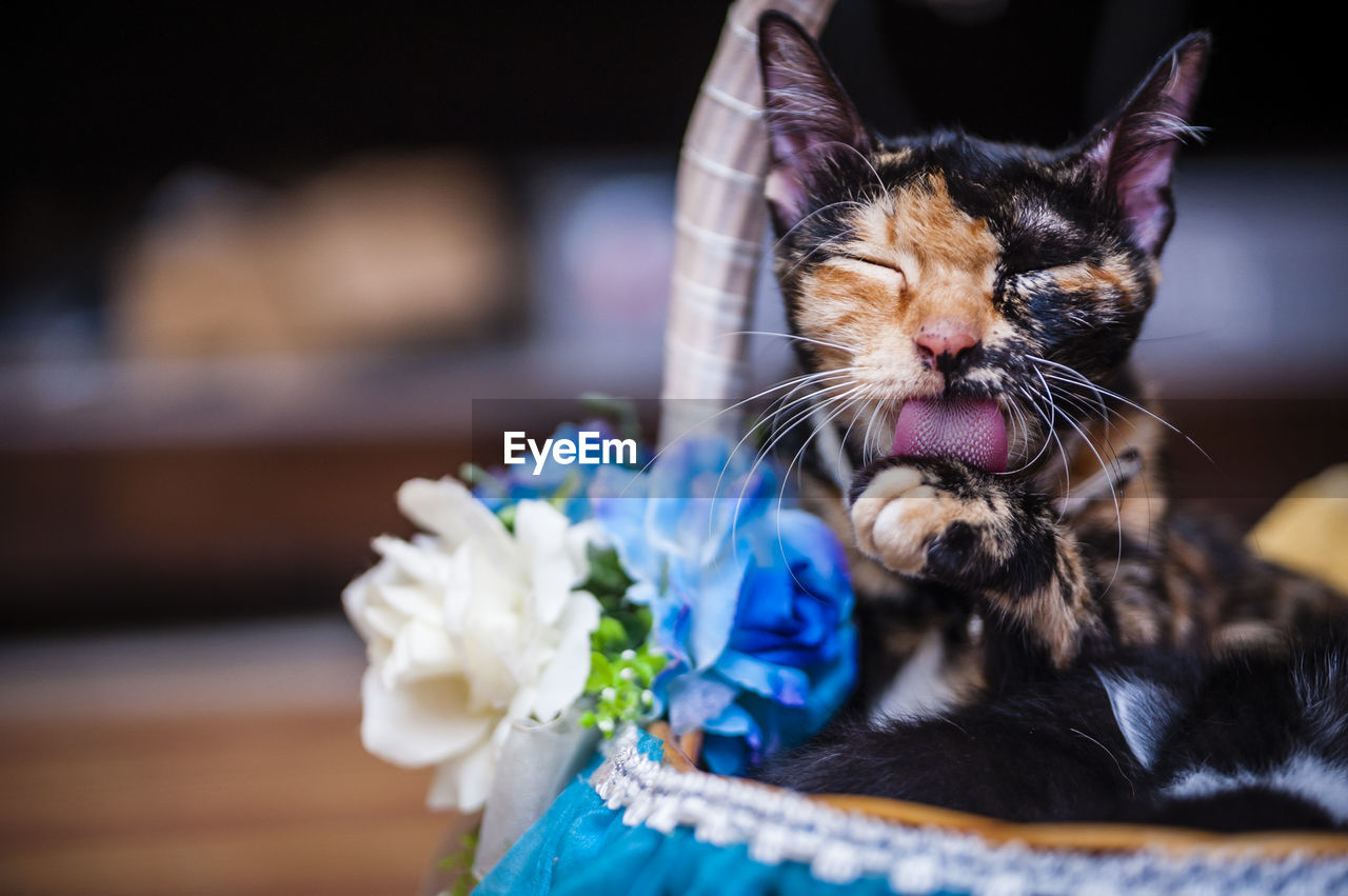 Close-up of cat licking paw