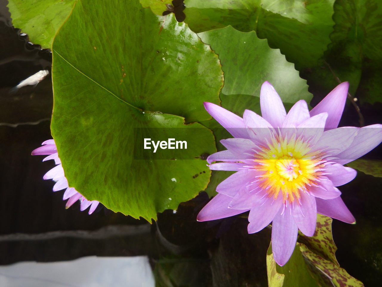 CLOSE-UP OF PURPLE LOTUS WATER LILY IN PLANT