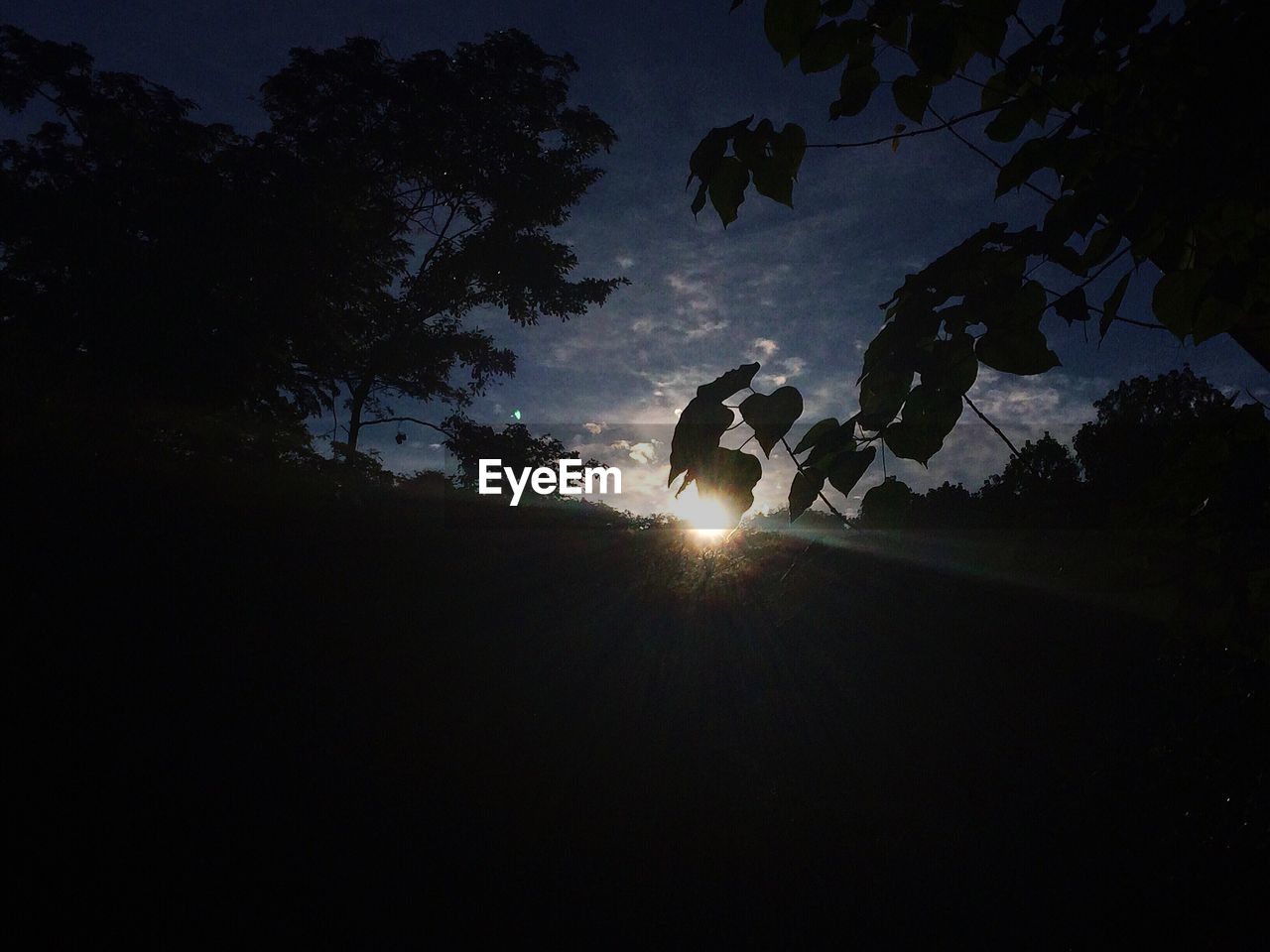 SILHOUETTE OF TREES AT SUNSET