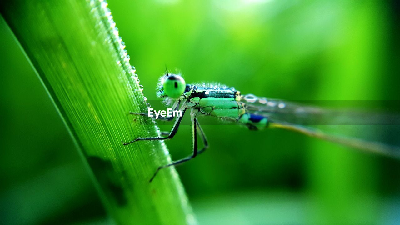 Close-up of green dragonfly on plant
